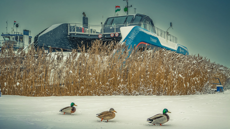 Szünetel a kompforgalom 