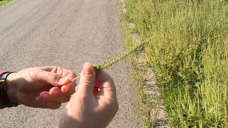 Ellenőrzik a parlagfüvet Somogyban