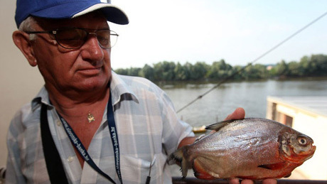 Piranhát fogott a Drávában egy horgász