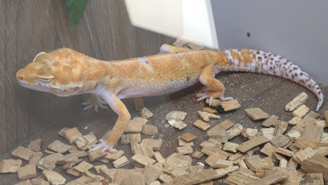 Egzotikus állatok Kaposváron