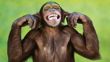 Hasonlóan nevetnek a nők és a majmok