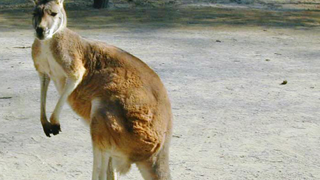 A kenguru nem is ausztrál!