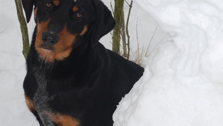 A donneri városrészben elveszett egy erdélyi kopó kutya