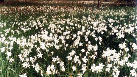 Májusi virágzás: a nárciszok is ünnepeltek Babócsán