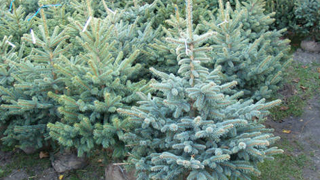 Karácsony: a gyökeres fákat már szállítják, a többit jelölik Somogyban