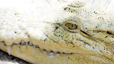 Emberekre támadt a fehér krokodil Balatonszárszón? - videóval frissítve