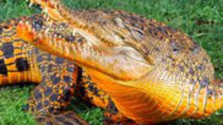 Narancsszínben pompázik egy krokodil Ausztráliában 