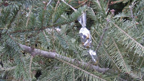 Begyűjtik a kidobott karácsonyfákat Kaposváron