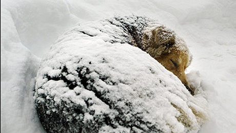 Megfagyhatnak az állatok az extrém hidegben