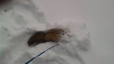 Frissítve!  A vadászgörény és Boni kutya is élvezi a havat - olvasóink fotói!