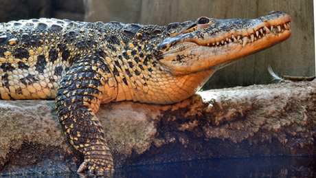 A világ legagresszívabb krokodiljaival beszélget Pécsi Tibor