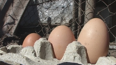 Guiness-rekord közeli óriástojást tojt egy tyúk Kaposváron - videóval