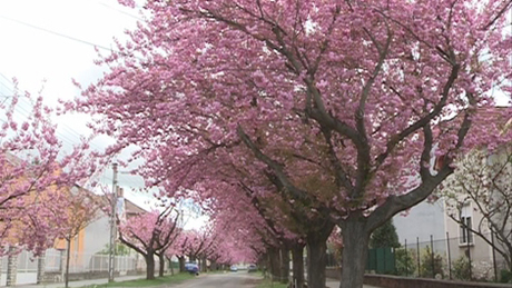 Videóval! Tavasz a Temesvár utcában - virágokba borult a japán díszcseresznye 