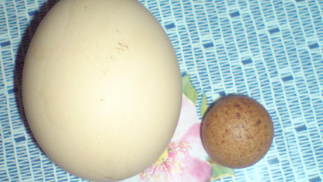 Videóval! Tojást rejtő tojást tojt egy brit tyúk