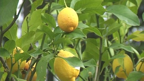 Óvatosan a citrusfélék héjával