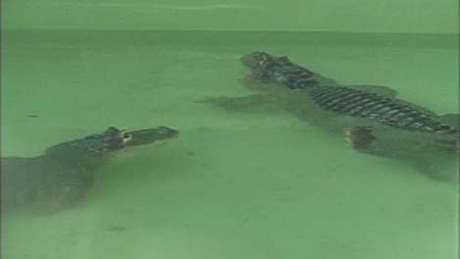 Videóval! Nílusi krokodilok a Balatonon