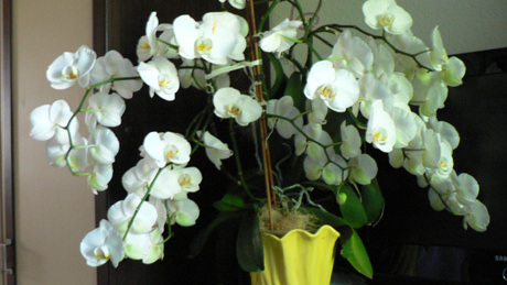 60 virág nyílt egy orchideán