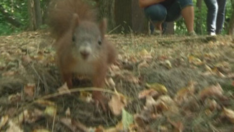 Vicces videó - Itt a mókus, hol a mókus.. tréfa az operatőrrel
