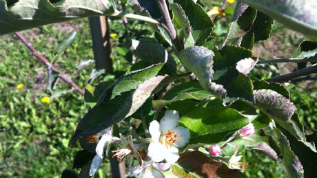 Megtréfált növények: virágba borultak az almafa csemeték