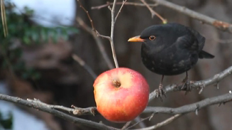 Szomjaznak a somogyi madarak - videóval