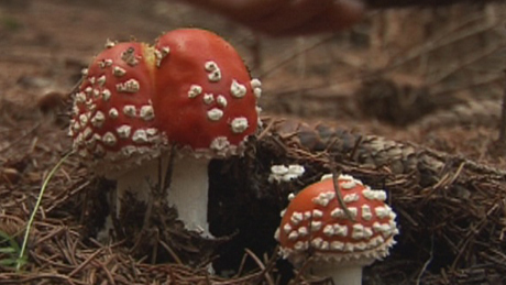 Óvatosan a gombákkal: akár halált is okozhatnak!