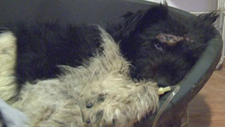 Elaltatták a két napja sínek között talált kutyát