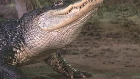 Videóval! Fekete krokodilok a Balatonnál
