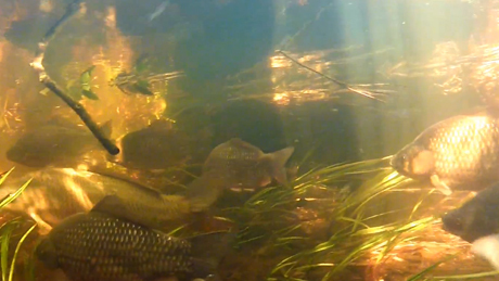 Nézzen balatoni halakat vízalatti felvételeken!