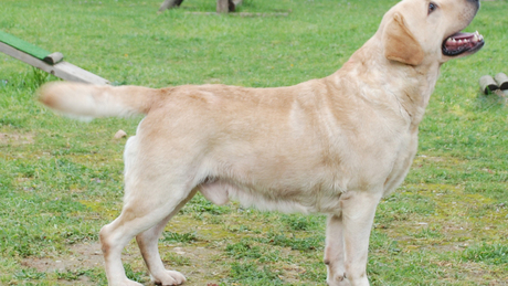  Életeket mentett a labrador