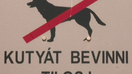 Kitiltották a kutyákat a Balatonból
