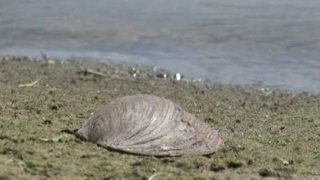 Tömeges kagylópusztulás a Balatonban