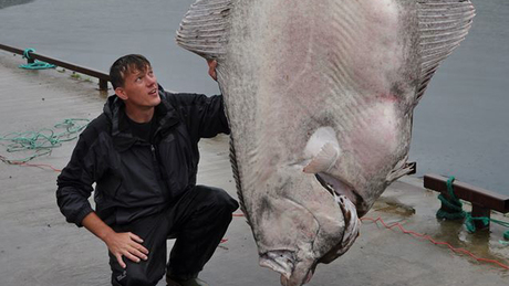 Világrekkord: 230 kilós hal akadt a horogra