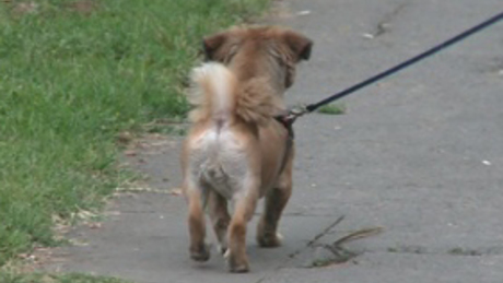 Ebzárlat és legeltetési tilalom