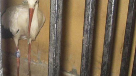 Kémkedés miatt tartóztattak le egy magyar gólyát Egyiptomban