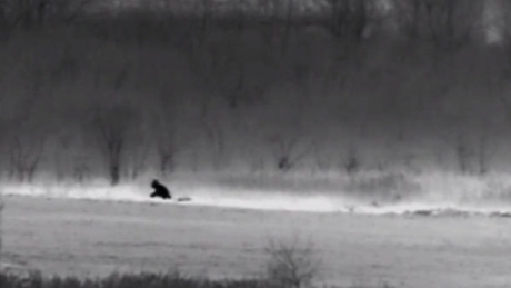 Videóval! Átszökött egy medve a magyar határon