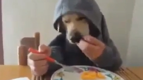 Kutyát még nem látott így enni