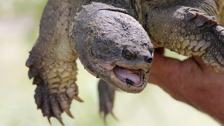 Ritka és veszélyes teknőst találtak Magyarországon