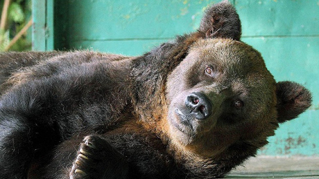Meghalt a világ legöregebb barnamedvéje