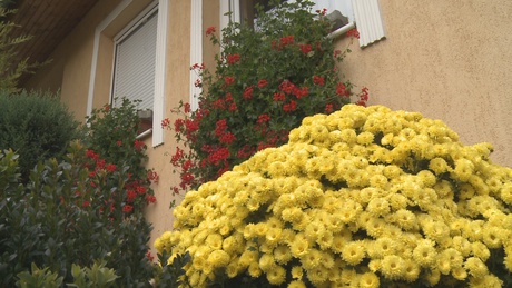 Idén is keresik Kaposvár legszebb virágos házait, erkélyeit