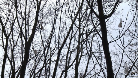 Kellemetlen csomagok a fa tetején