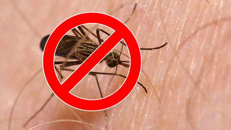 Százezer hektáron gyérítik ezen a héten a szúnyogokat
