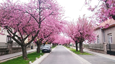 Ismét eltelt egy év: virágba borult a Temesvár utca