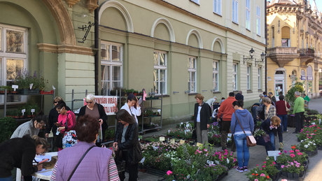Virágosít Kaposvár: lakóközösségek is pályázhatnak!