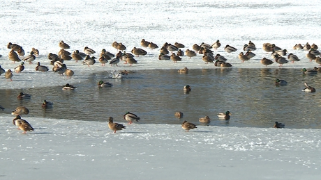 A Petörke tónál is összefogtak a kacsák