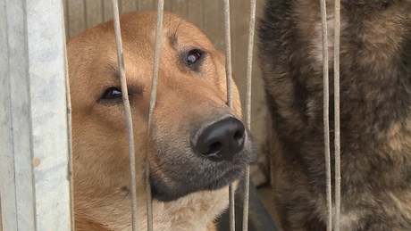 Németországban leltek otthonra a kaposvári kutyák