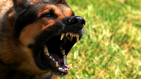 Kutyatartók figyelem: kötelező a veszettség elleni oltás!