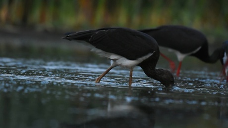 Hosszú útra készülnek a somogyfajszi fekete gólyák