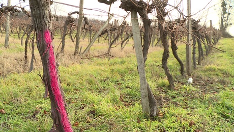 Amerikai kabóca tizedeli a somogyi szőlőket