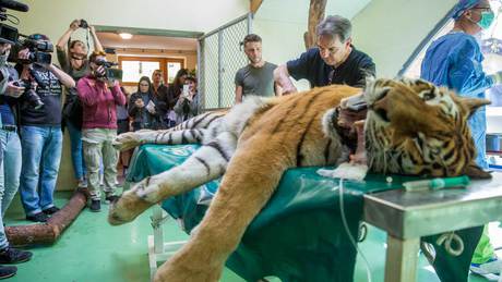 Tigrist műtött a kaposvári állatorvos