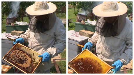 Nem tudni még, mi okozza a nagy mértékű méhpusztulást